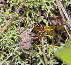 Sphictostethus fugax