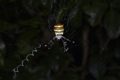 Argiope amoena