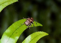 Phloeobius