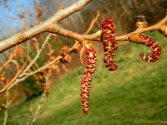 Populus × canadensis