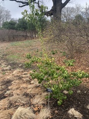 Ilex pedunculosa