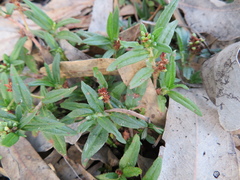 Persicaria prostrata