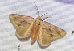 Chamaeclea basiochrea