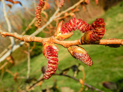 Populus × canadensis