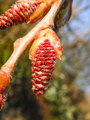 Populus × canadensis