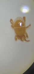Parasitinae
