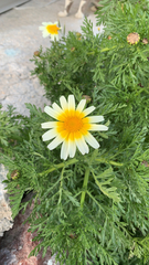 Glebionis coronaria discolor