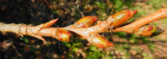 Populus × canadensis