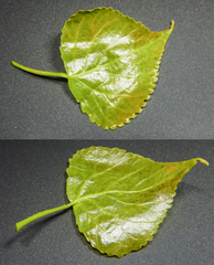 Populus × canadensis