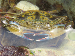 Callinectes marginatus