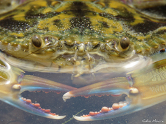 Callinectes marginatus