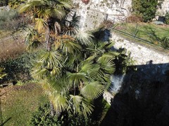 Trachycarpus fortunei