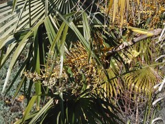 Trachycarpus fortunei