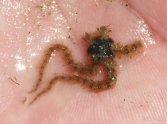 Ophiothrix angulata