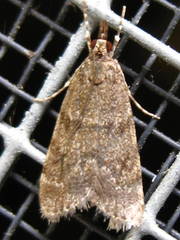 Scoparia penumbralis
