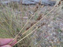 Carex tereticaulis