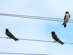 Hirundo dimidiata dimidiata