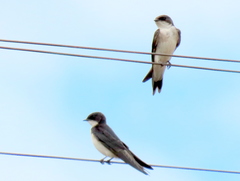 Hirundo dimidiata dimidiata