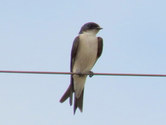 Hirundo dimidiata dimidiata