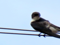 Hirundo dimidiata dimidiata