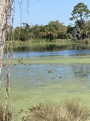 Gallinula galeata