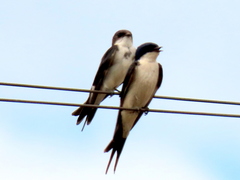 Hirundo dimidiata dimidiata