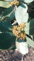 Rhamnus alaternus