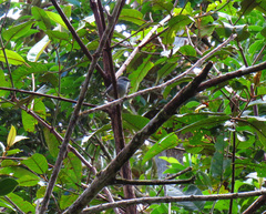 Zosterops mauritianus