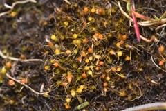 Pleuridium acuminatum