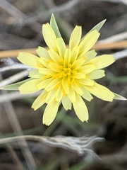 Uropappus