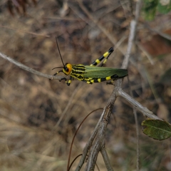 Zoniopoda danottei