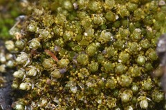 Bryum barnesii