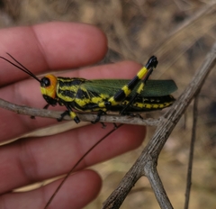 Zoniopoda danottei