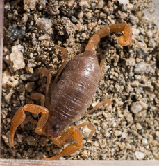 Smeringurus vachoni