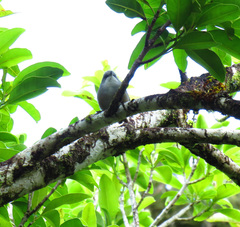 Zosterops mauritianus