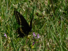 Papilio polyxenes