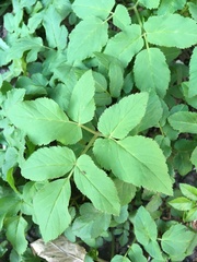 Aegopodium podagraria