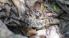 Sceloporus olivaceus