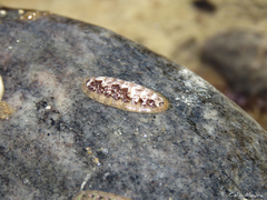 Ischnochiton striolatus