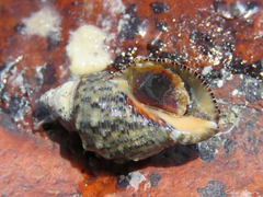 Stramonita brasiliensis