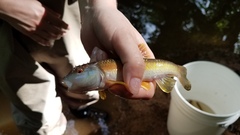 Nocomis leptocephalus