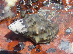 Stramonita brasiliensis