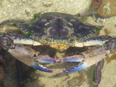 Callinectes marginatus