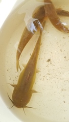 Ameiurus nebulosus