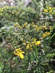 Ulex micranthus