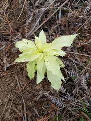Eupatorium cannabinum