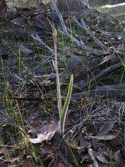 Caladenia longicauda