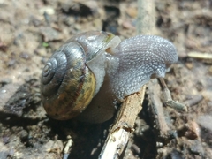 Helminthoglypta phlyctaena