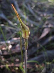 Caladenia longicauda