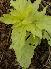 Eupatorium cannabinum